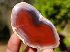 Polished One Side Red Shashe River Agate Nodules x 25 From Shashe River, Zimbabwe - Toprock Gemstones and Minerals 