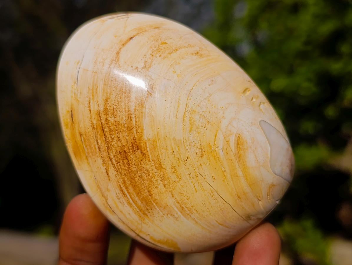 Polished Bivalve Fossil Clams x 12 From Maintirano, Madagascar - Toprock Gemstones and Minerals 