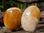 Polished Bivalve Fossil Clams x 12 From Maintirano, Madagascar - Toprock Gemstones and Minerals 