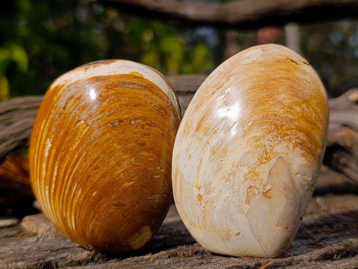 Polished Bivalve Fossil Clams x 12 From Maintirano, Madagascar - Toprock Gemstones and Minerals 