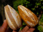 Polished Bivalve Fossil Clams x 12 From Maintirano, Madagascar - Toprock Gemstones and Minerals 
