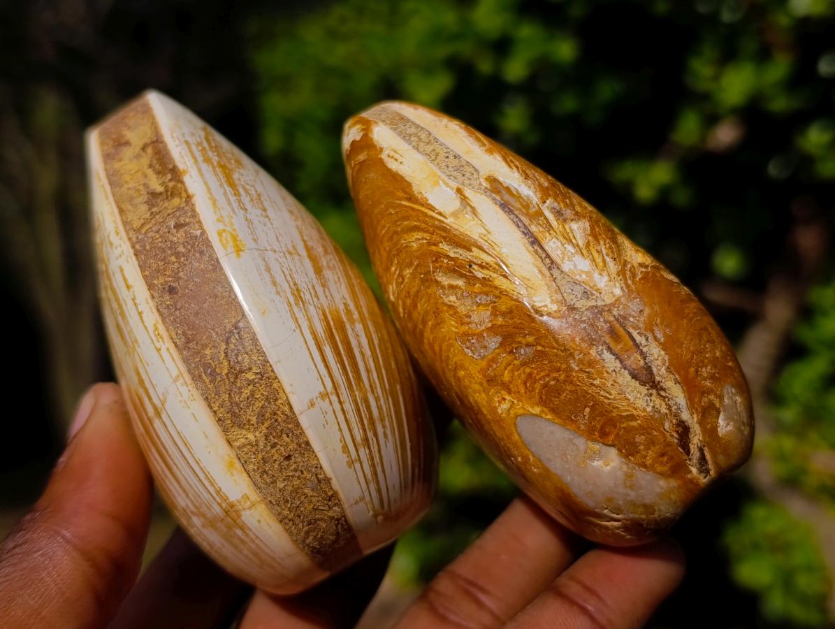 Polished Bivalve Fossil Clams x 12 From Maintirano, Madagascar - Toprock Gemstones and Minerals 