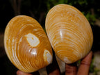 Polished Bivalve Fossil Clams x 12 From Maintirano, Madagascar - Toprock Gemstones and Minerals 