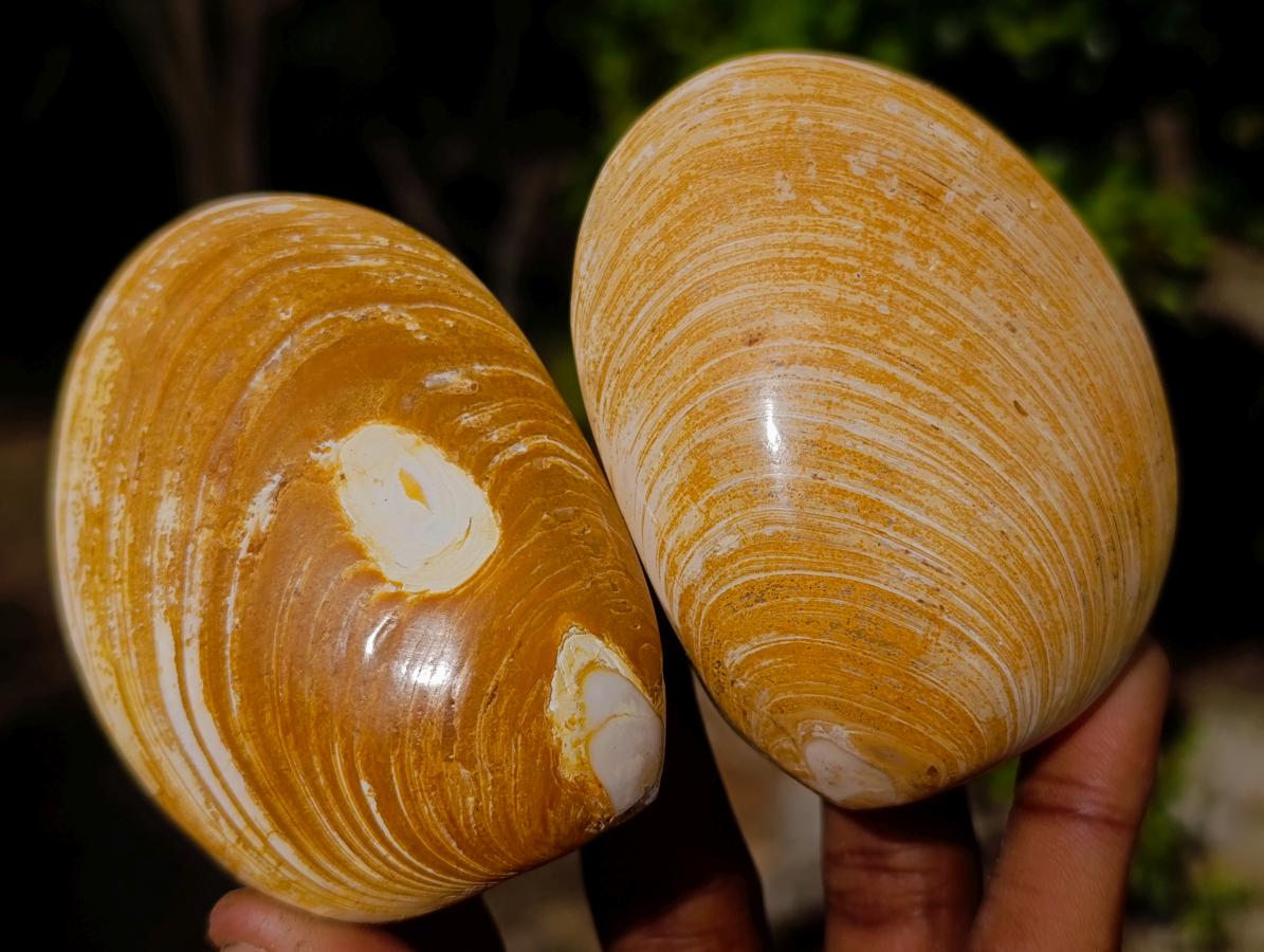 Polished Bivalve Fossil Clams x 12 From Maintirano, Madagascar - Toprock Gemstones and Minerals 