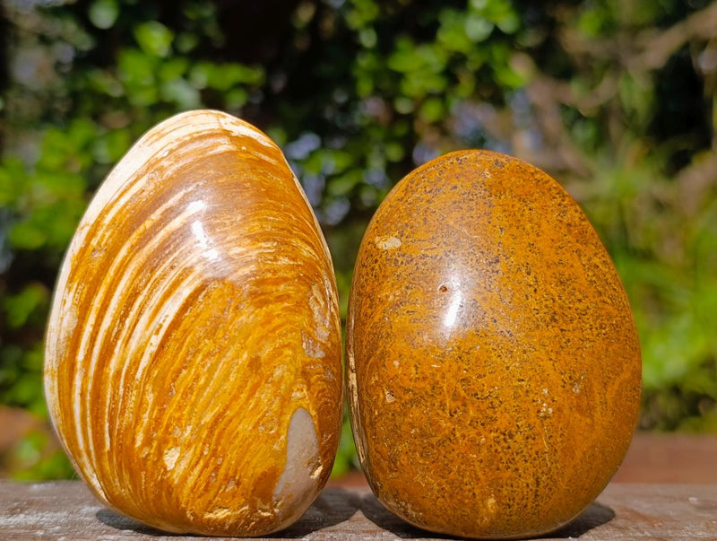 Polished Bivalve Fossil Clams x 12 From Maintirano, Madagascar - Toprock Gemstones and Minerals 