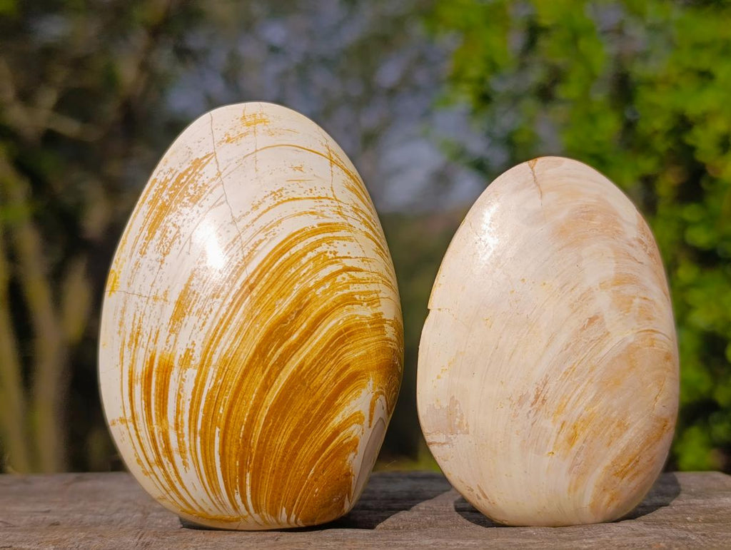 Polished Bivalve Fossil Clams x 12 From Maintirano, Madagascar - Toprock Gemstones and Minerals 