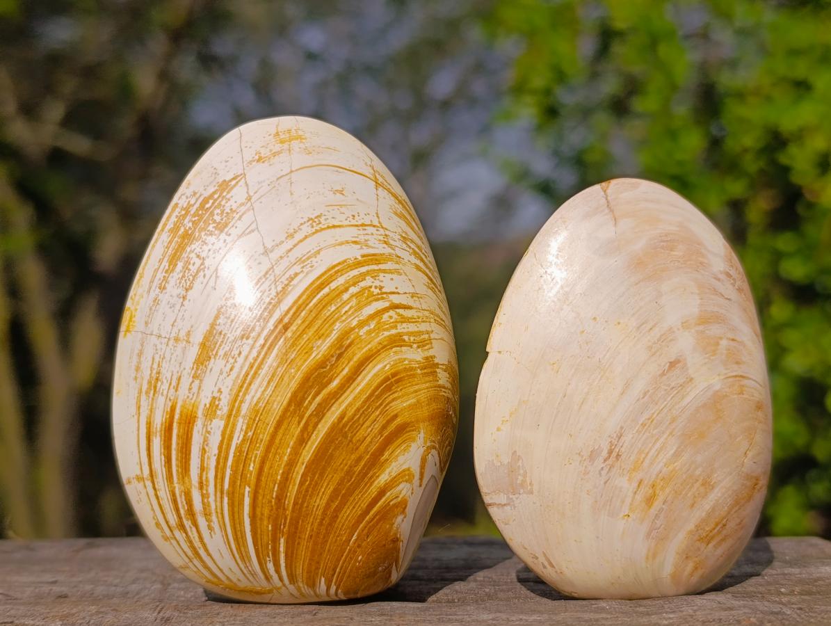 Polished Bivalve Fossil Clams x 12 From Maintirano, Madagascar - Toprock Gemstones and Minerals 