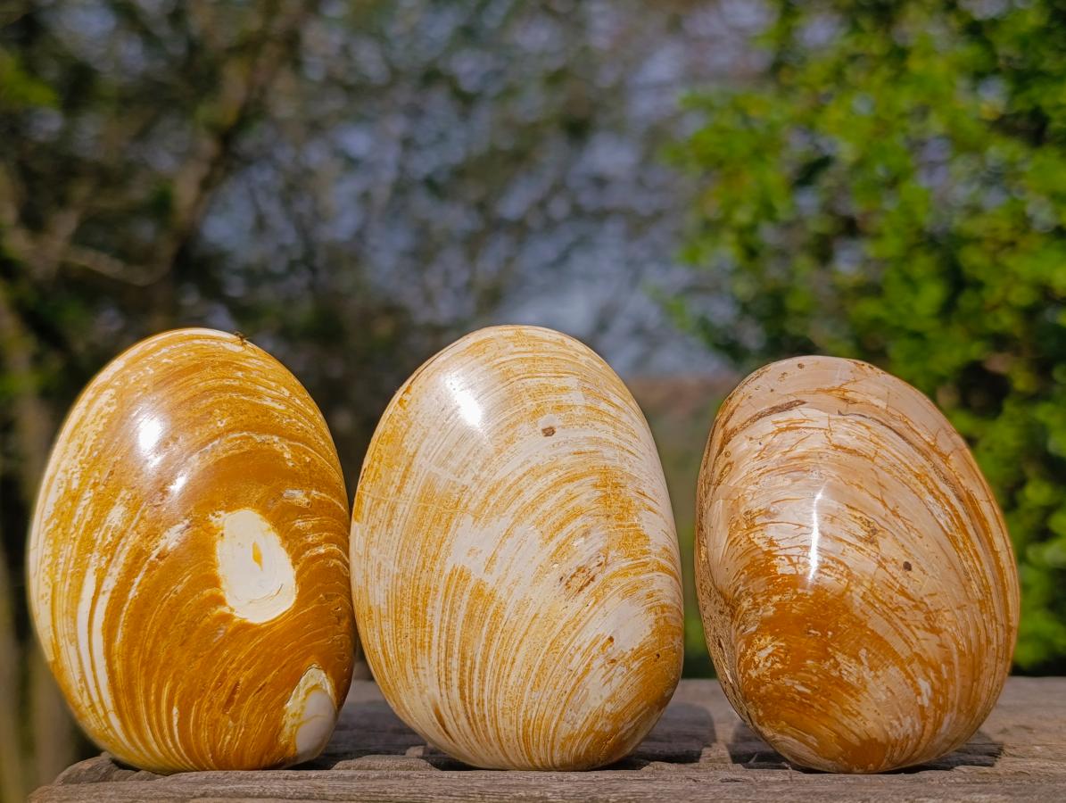 Polished Bivalve Fossil Clams x 12 From Maintirano, Madagascar - Toprock Gemstones and Minerals 
