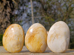 Polished Bivalve Fossil Clams x 12 From Maintirano, Madagascar - Toprock Gemstones and Minerals 