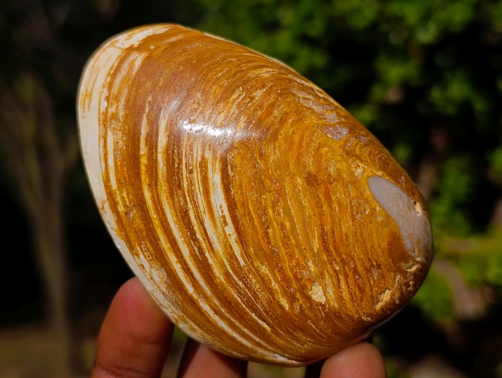 Polished Bivalve Fossil Clams x 12 From Maintirano, Madagascar - Toprock Gemstones and Minerals 