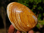 Polished Bivalve Fossil Clams x 12 From Maintirano, Madagascar - Toprock Gemstones and Minerals 