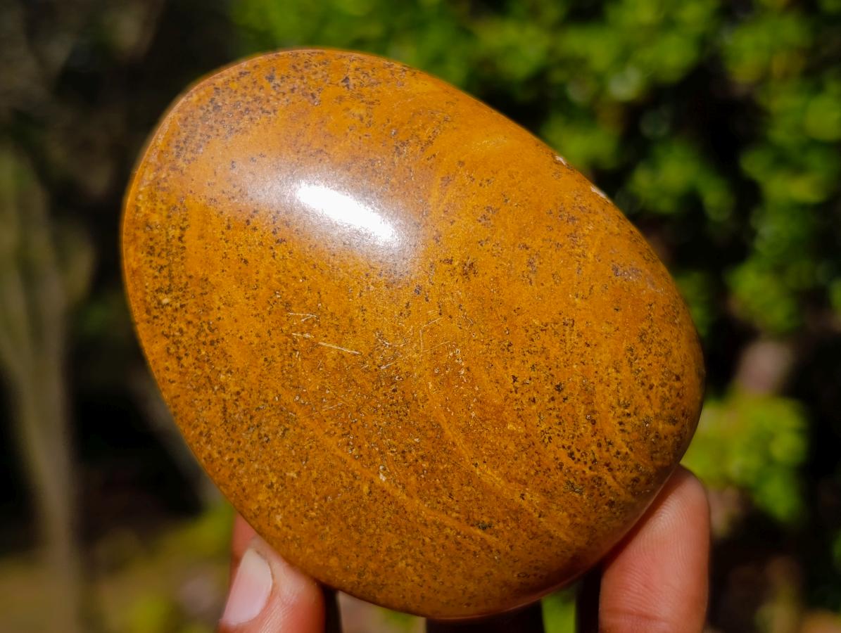 Polished Bivalve Fossil Clams x 12 From Maintirano, Madagascar - Toprock Gemstones and Minerals 