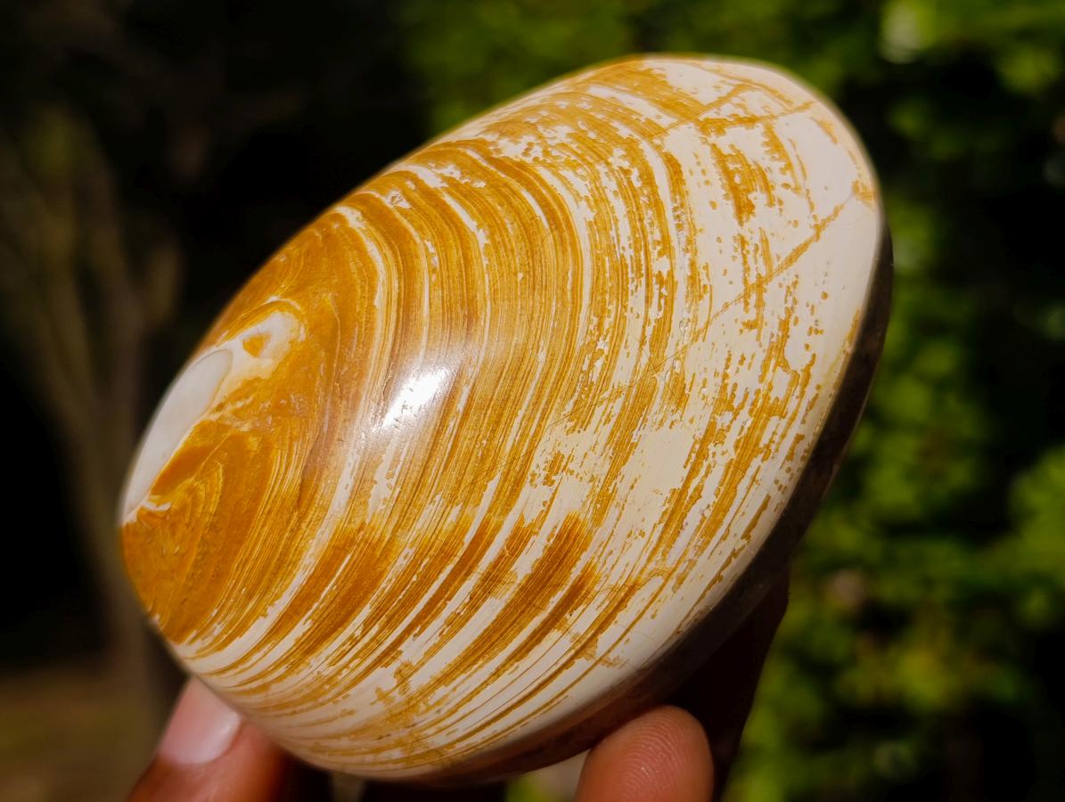 Polished Bivalve Fossil Clams x 12 From Maintirano, Madagascar - Toprock Gemstones and Minerals 