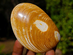 Polished Bivalve Fossil Clams x 12 From Maintirano, Madagascar - Toprock Gemstones and Minerals 