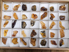 Natural Copal Amber Specimens with Insect and Plant Inclusions x 35 From Lemur Island, Madagascar - Toprock Gemstones and Minerals 