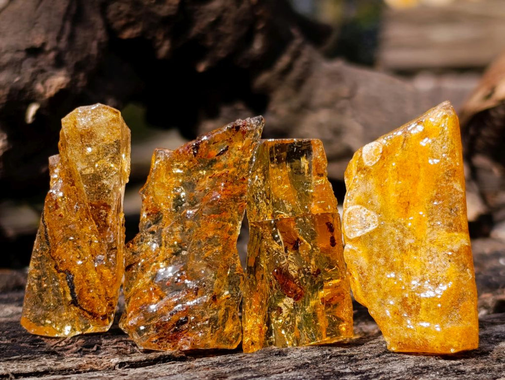 Natural Copal Amber Specimens with Insect and Plant Inclusions x 35 From Lemur Island, Madagascar - Toprock Gemstones and Minerals 