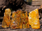 Natural Copal Amber Specimens with Insect and Plant Inclusions x 35 From Lemur Island, Madagascar - Toprock Gemstones and Minerals 