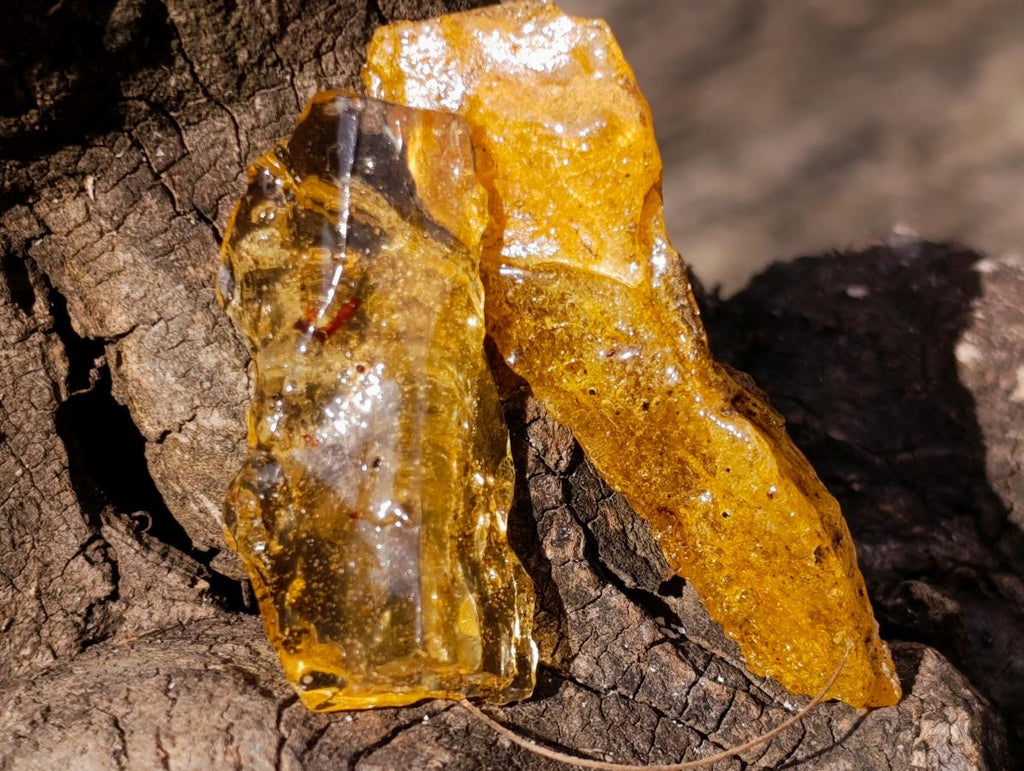 Natural Copal Amber Specimens with Insect and Plant Inclusions x 35 From Lemur Island, Madagascar - Toprock Gemstones and Minerals 