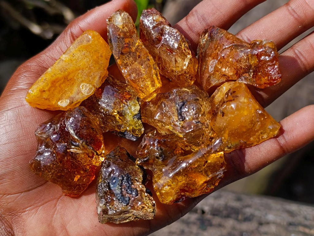 Natural Copal Amber Specimens with Insect and Plant Inclusions x 35 From Lemur Island, Madagascar - Toprock Gemstones and Minerals 
