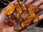 Natural Copal Amber Specimens with Insect and Plant Inclusions x 35 From Lemur Island, Madagascar - Toprock Gemstones and Minerals 