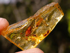 Natural Copal Amber Specimens with Insect and Plant Inclusions x 35 From Lemur Island, Madagascar - Toprock Gemstones and Minerals 