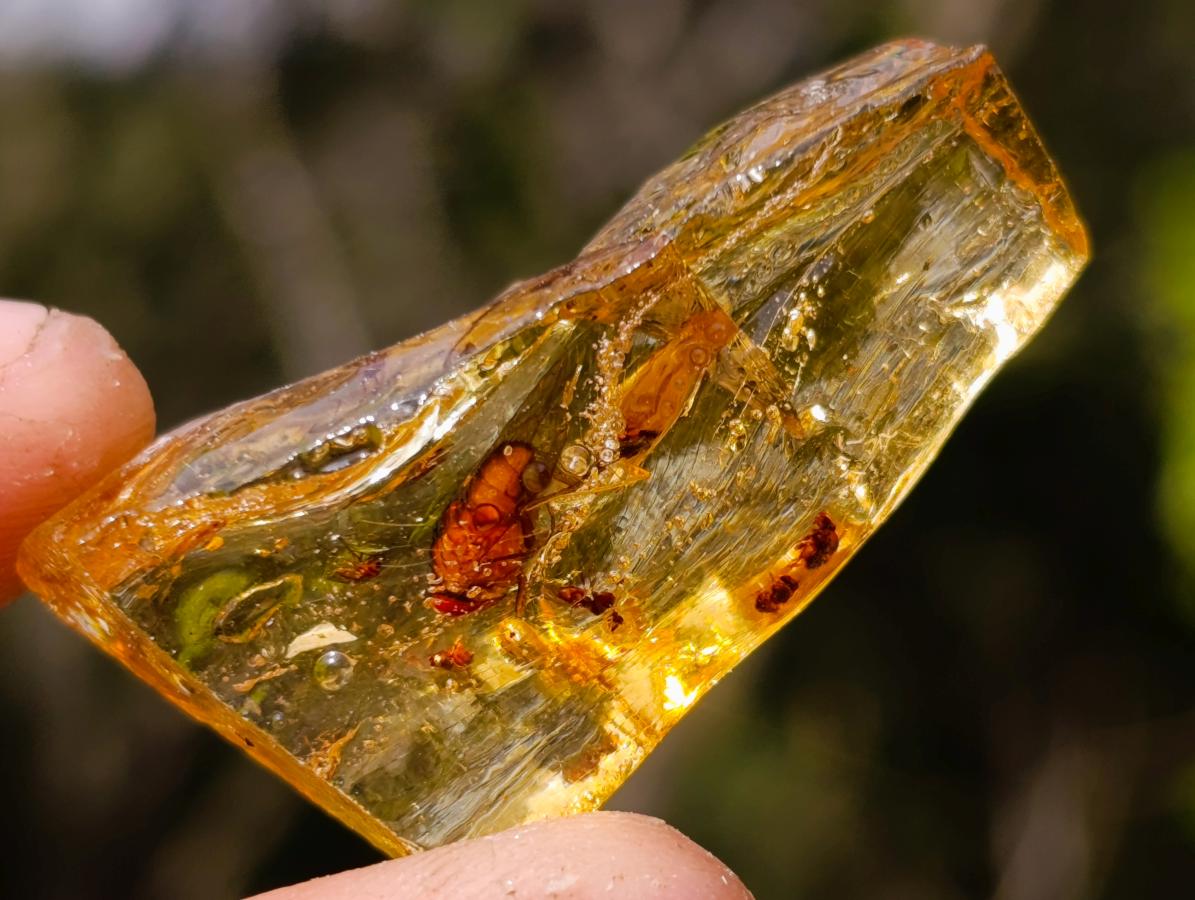 Natural Copal Amber Specimens with Insect and Plant Inclusions x 35 From Lemur Island, Madagascar - Toprock Gemstones and Minerals 