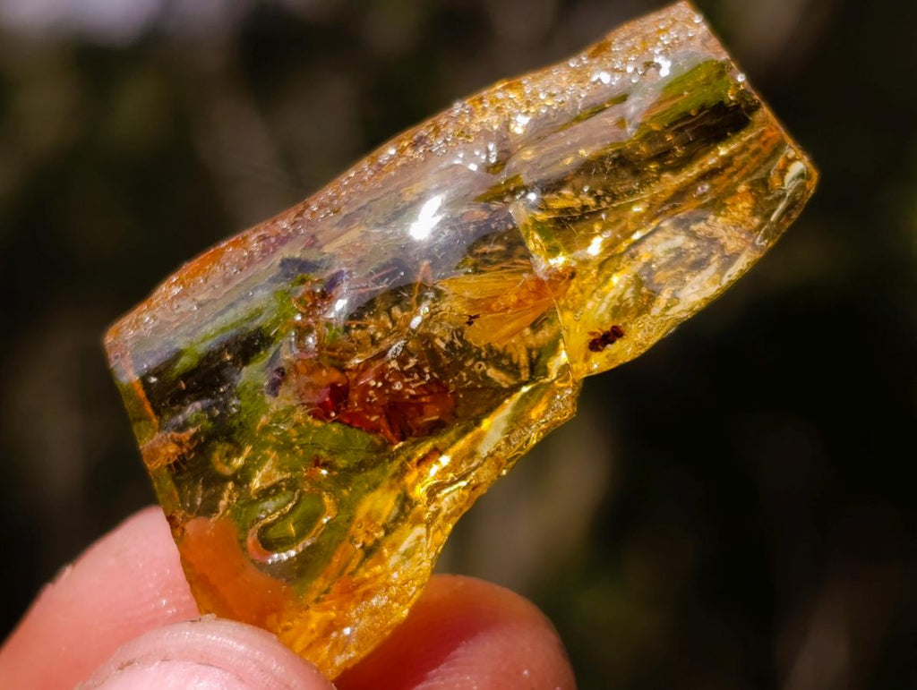 Natural Copal Amber Specimens with Insect and Plant Inclusions x 35 From Lemur Island, Madagascar - Toprock Gemstones and Minerals 