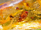 Natural Copal Amber Specimens with Insect and Plant Inclusions x 35 From Lemur Island, Madagascar - Toprock Gemstones and Minerals 