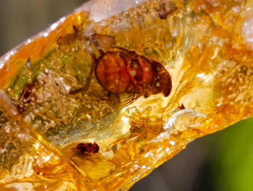 Natural Copal Amber Specimens with Insect and Plant Inclusions x 35 From Lemur Island, Madagascar - Toprock Gemstones and Minerals 