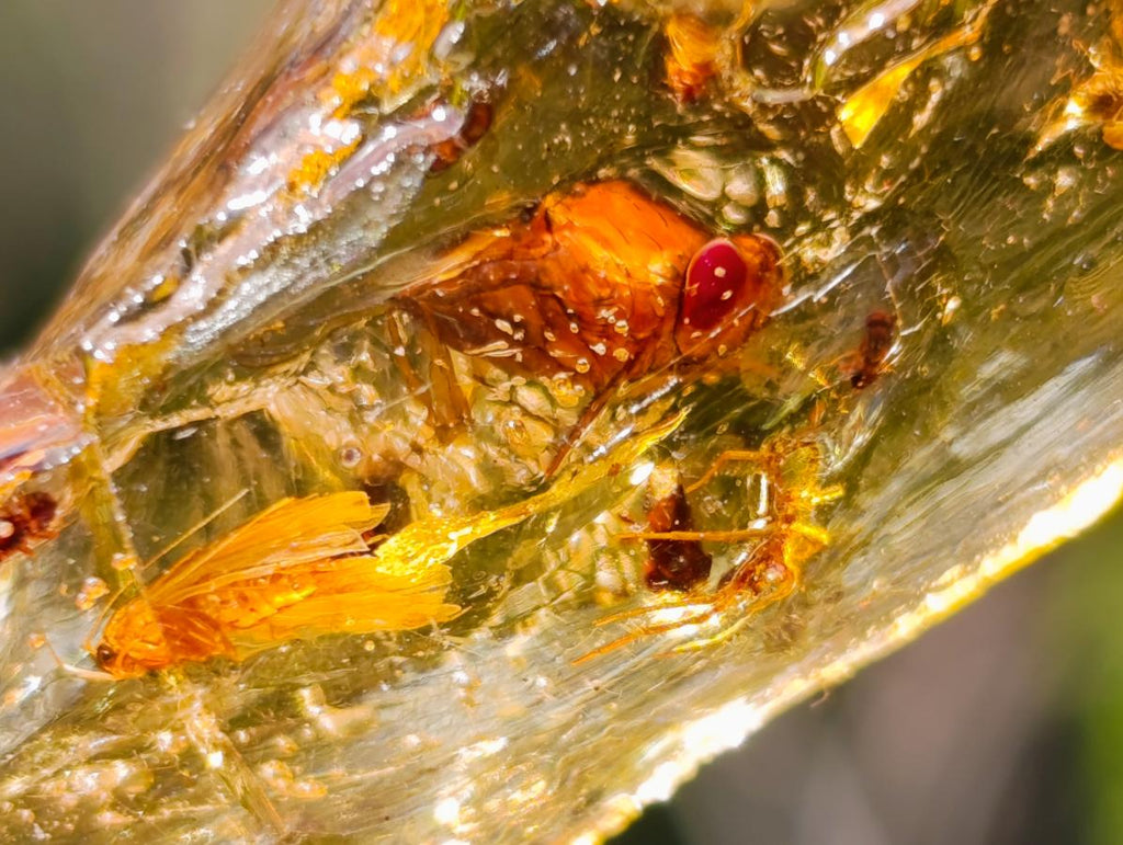 Natural Copal Amber Specimens with Insect and Plant Inclusions x 35 From Lemur Island, Madagascar - Toprock Gemstones and Minerals 