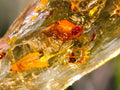 Natural Copal Amber Specimens with Insect and Plant Inclusions x 35 From Lemur Island, Madagascar - Toprock Gemstones and Minerals 
