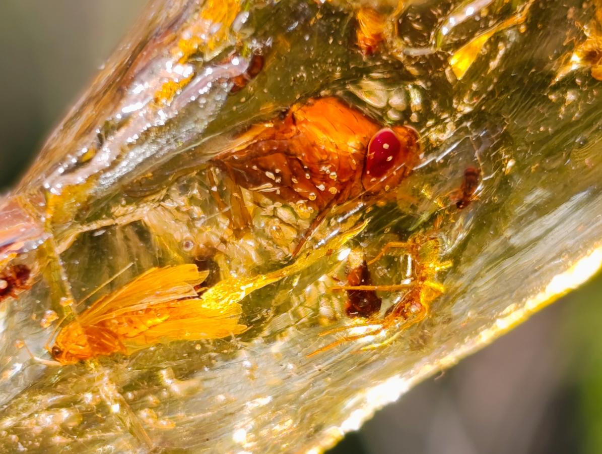 Natural Copal Amber Specimens with Insect and Plant Inclusions x 35 From Lemur Island, Madagascar - Toprock Gemstones and Minerals 