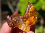 Natural Copal Amber Specimens with Insect and Plant Inclusions x 35 From Lemur Island, Madagascar - Toprock Gemstones and Minerals 