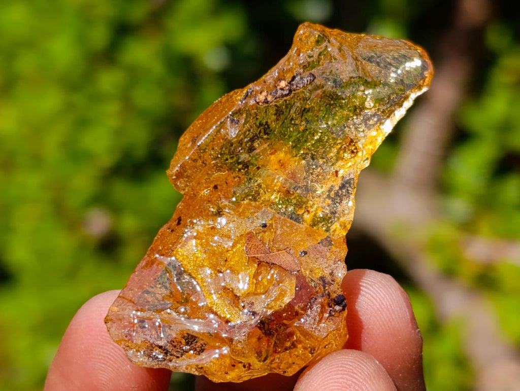 Natural Copal Amber Specimens with Insect and Plant Inclusions x 35 From Lemur Island, Madagascar - Toprock Gemstones and Minerals 