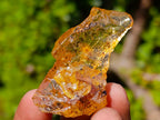 Natural Copal Amber Specimens with Insect and Plant Inclusions x 35 From Lemur Island, Madagascar - Toprock Gemstones and Minerals 