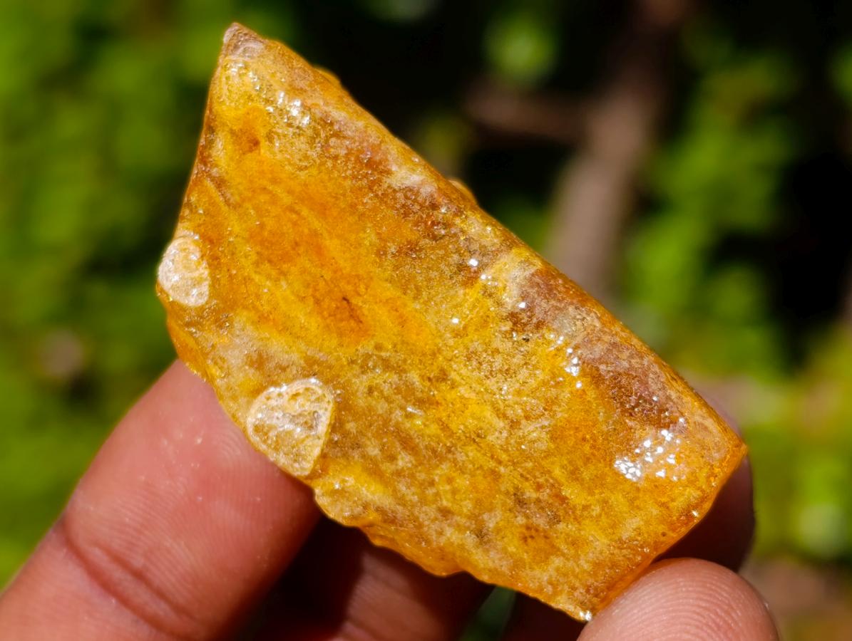Natural Copal Amber Specimens with Insect and Plant Inclusions x 35 From Lemur Island, Madagascar - Toprock Gemstones and Minerals 