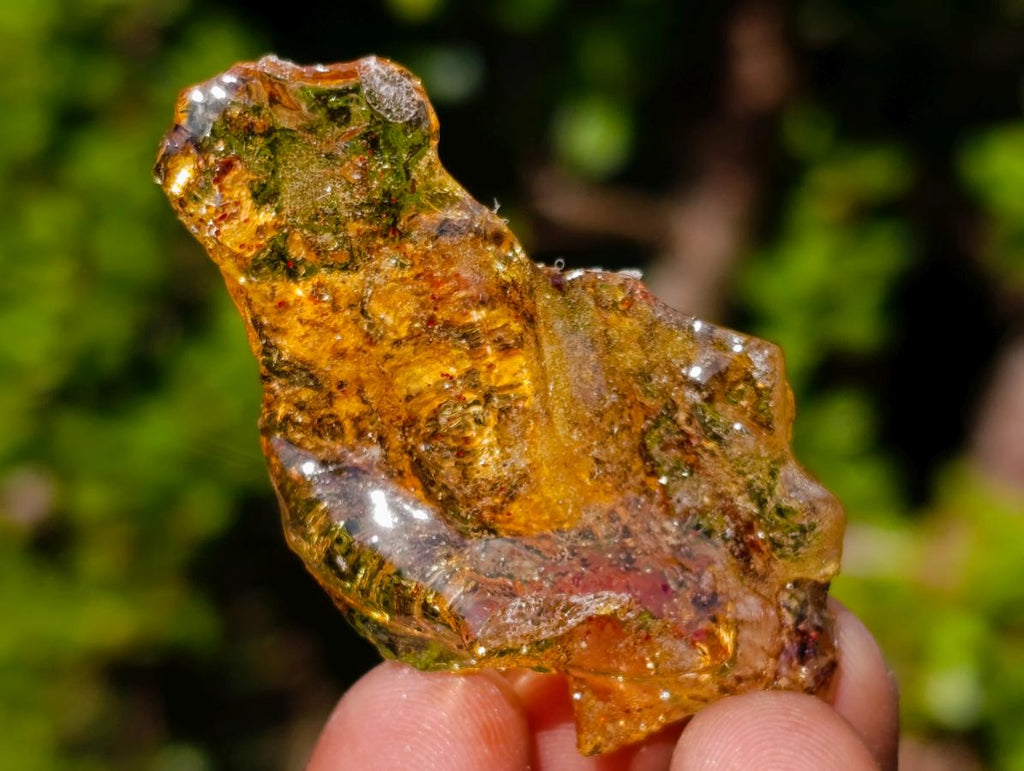 Natural Copal Amber Specimens with Insect and Plant Inclusions x 35 From Lemur Island, Madagascar - Toprock Gemstones and Minerals 