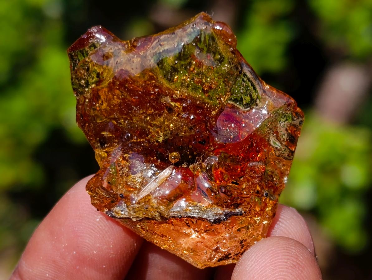 Natural Copal Amber Specimens with Insect and Plant Inclusions x 35 From Lemur Island, Madagascar - Toprock Gemstones and Minerals 