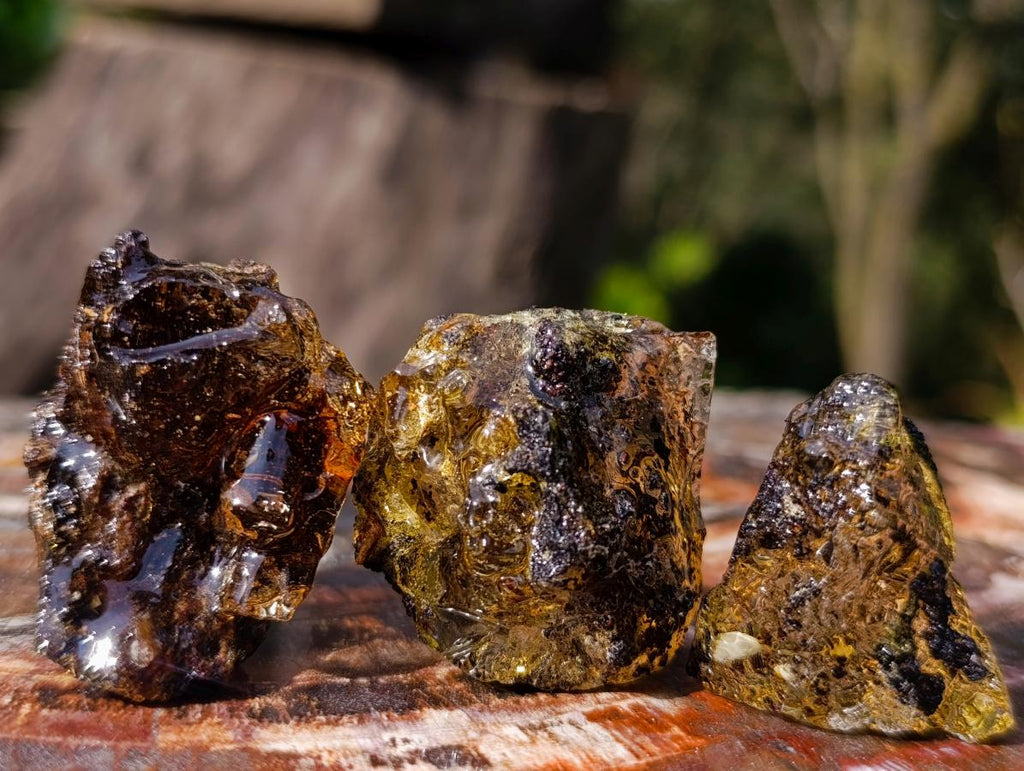 Natural Copal Amber Specimens with Insect and Plant Inclusions x 35 From Lemur Island, Madagascar - Toprock Gemstones and Minerals 