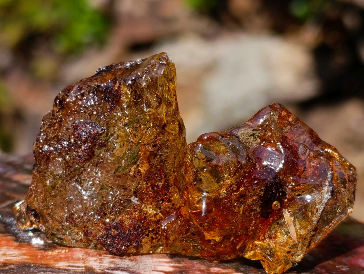 Natural Copal Amber Specimens with Insect and Plant Inclusions x 35 From Lemur Island, Madagascar - Toprock Gemstones and Minerals 