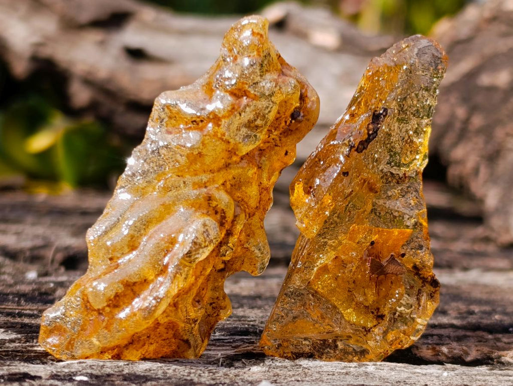 Natural Copal Amber Specimens with Insect and Plant Inclusions x 35 From Lemur Island, Madagascar - Toprock Gemstones and Minerals 