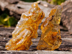 Natural Copal Amber Specimens with Insect and Plant Inclusions x 35 From Lemur Island, Madagascar - Toprock Gemstones and Minerals 
