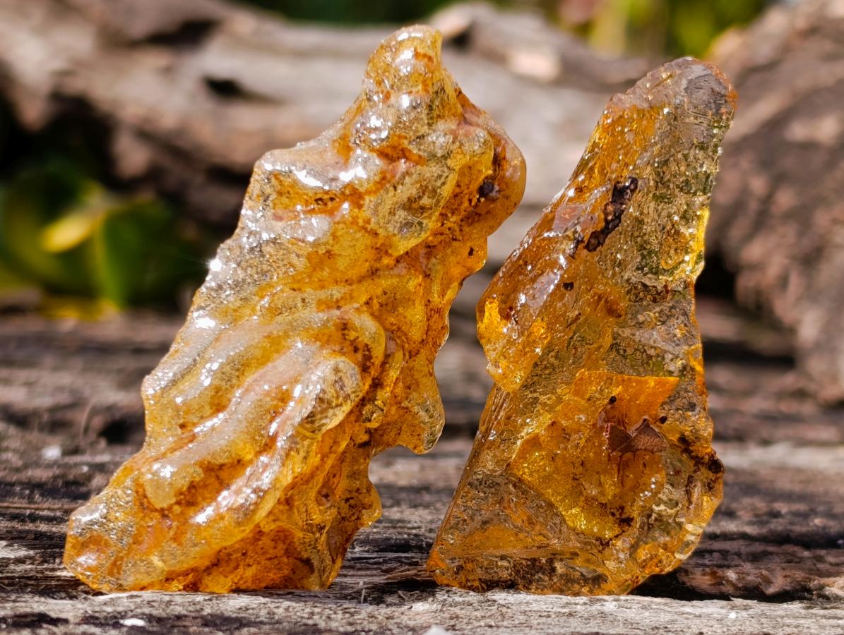 Natural Copal Amber Specimens with Insect and Plant Inclusions x 35 From Lemur Island, Madagascar - Toprock Gemstones and Minerals 