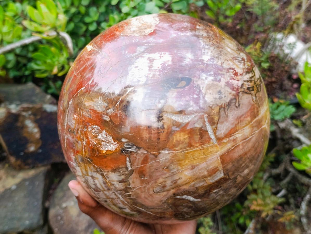 Polished XL Red Podocarpus Petrified Wood Sphere x 1 From Mahajanga, Madagascar - Toprock Gemstones and Minerals 