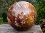 Polished XL Red Podocarpus Petrified Wood Sphere x 1 From Mahajanga, Madagascar - Toprock Gemstones and Minerals 
