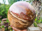 Polished XL Red Podocarpus Petrified Wood Sphere x 1 From Mahajanga, Madagascar - Toprock Gemstones and Minerals 