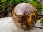 Polished XL Red Podocarpus Petrified Wood Sphere x 1 From Mahajanga, Madagascar - Toprock Gemstones and Minerals 