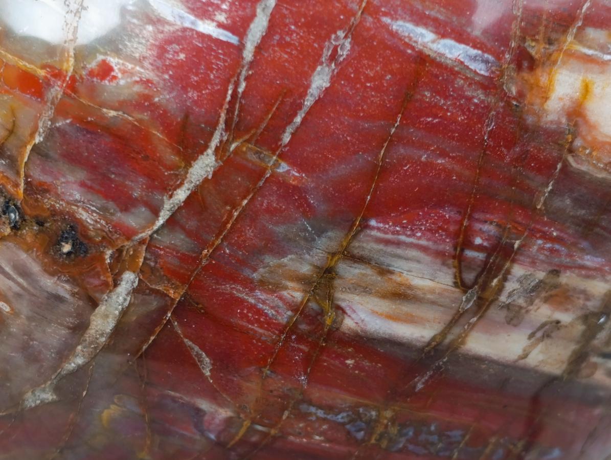 Polished XL Red Podocarpus Petrified Wood Sphere x 1 From Mahajanga, Madagascar - Toprock Gemstones and Minerals 