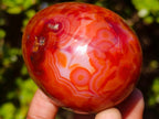 Polished Carnelian Agate Gemstone Eggs x 6 From Madagascar - Toprock Gemstones and Minerals 