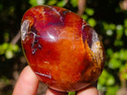 Polished Carnelian Agate Gemstone Eggs x 6 From Madagascar - Toprock Gemstones and Minerals 